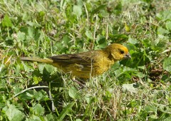 Sicalis flaveola