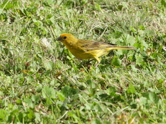 Sicalis flaveola