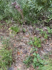 Carphephorus odoratissimus