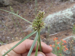Cyperus fendlerianus