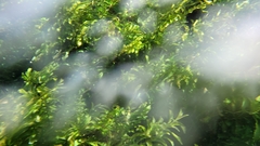 Potamogeton illinoensis