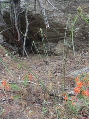 Cyperus fendlerianus