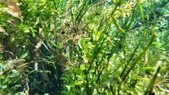 Potamogeton illinoensis