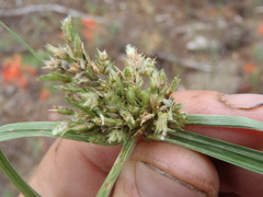 Cyperus fendlerianus