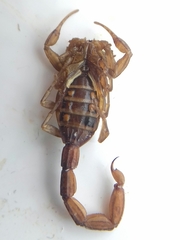 Centruroides limpidus