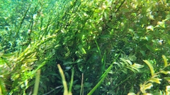 Potamogeton illinoensis