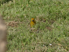 Sicalis flaveola
