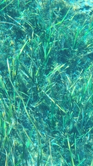 Sagittaria kurziana