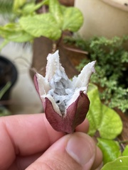 Passiflora capsularis