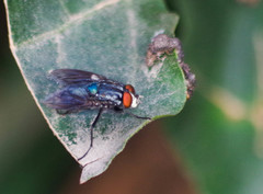 Sarconesiopsis magellanica