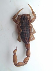 Centruroides limpidus
