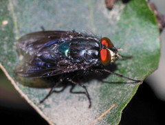 Sarconesiopsis magellanica