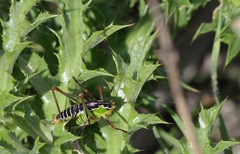 Poecilimon cretensis