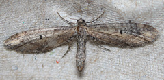 Eupithecia subapicata