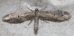 Eupithecia subapicata
