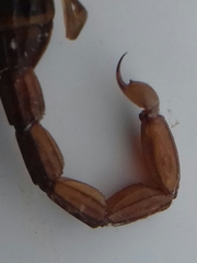 Centruroides limpidus