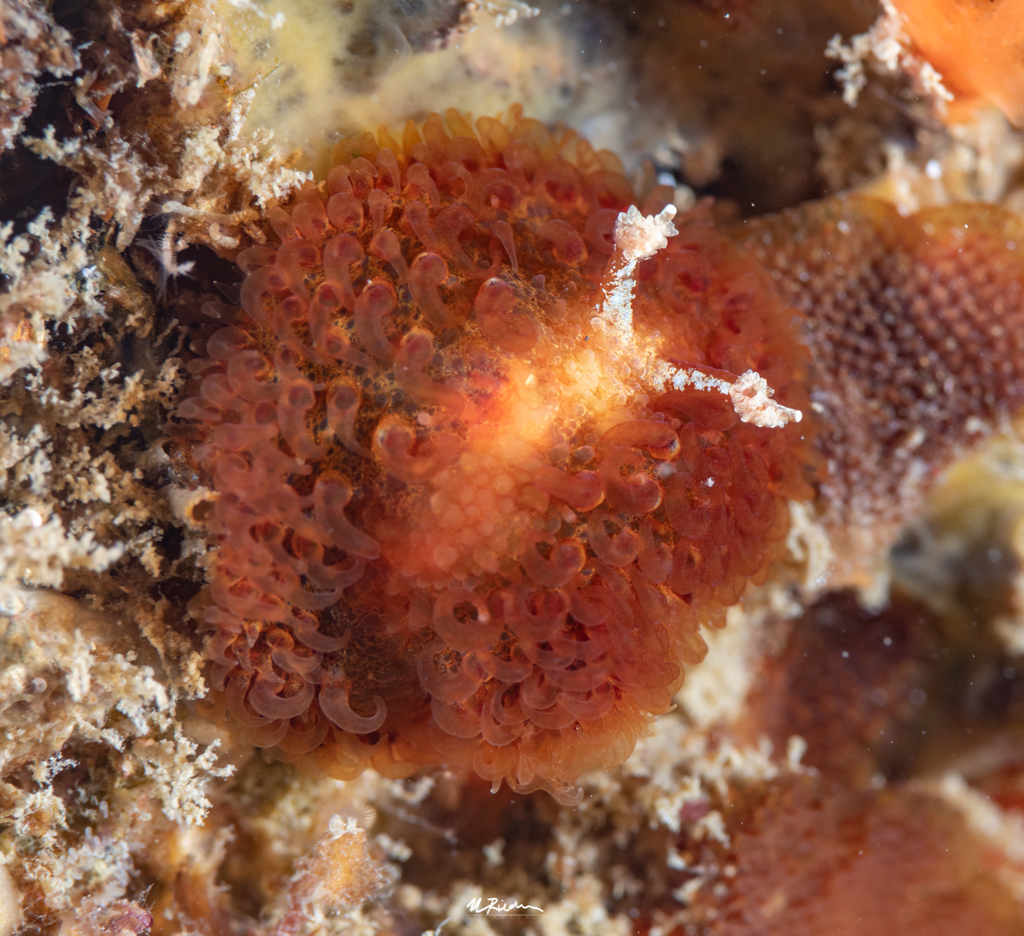Madrella ferruginosa
