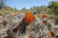 Austrocactus coxii