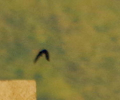 Pygochelidon cyanoleuca