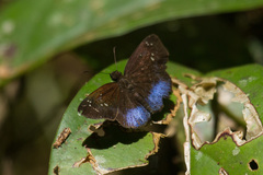 Pythonides proxenus