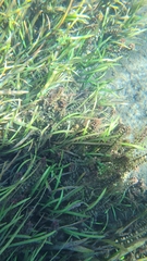 Ludwigia repens