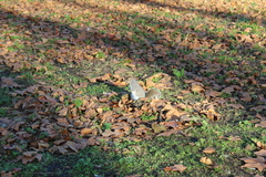 Sciurus carolinensis