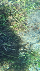 Ludwigia repens