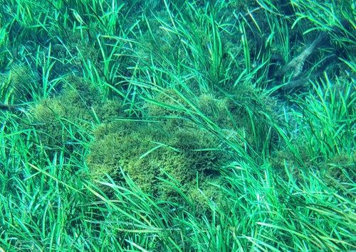 Image of Fontinalis dalecarlica by (c) Court Harding, some rights reserved (CC BY)