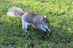 Sciurus carolinensis