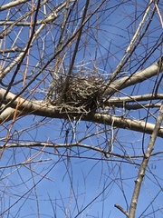 Auriparus flaviceps