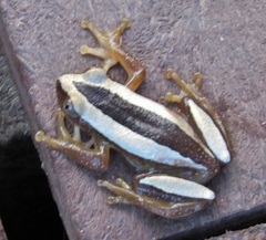 Afrixalus fornasini
