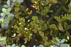 Viscum crassulae