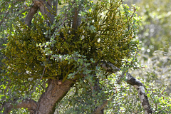 Viscum crassulae