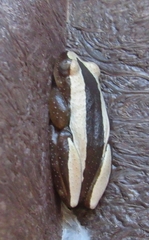 Afrixalus fornasini
