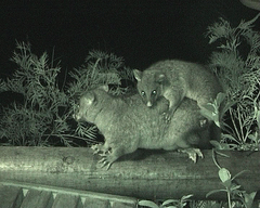 Trichosurus johnstonii