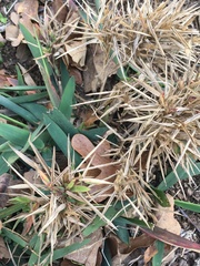 Dichanthelium scribnerianum
