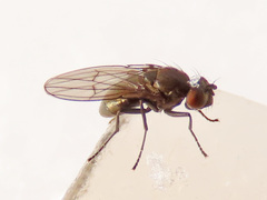 Coenia curvicauda