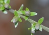Salix × friesiana - Photo (c) Sonja Deneve, some rights reserved (CC BY-NC), uploaded by Sonja Deneve