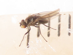 Coenia curvicauda