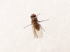 Coenia curvicauda