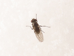 Coenia curvicauda