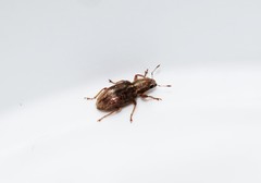Sitona verecundus