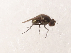 Coenia curvicauda