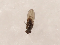 Coenia curvicauda