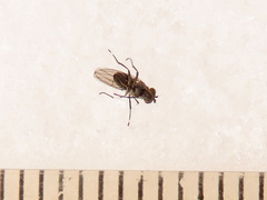 Coenia curvicauda