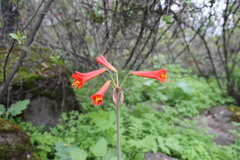 Phycella cyrtanthoides