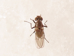 Coenia curvicauda