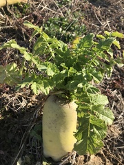 Raphanus sativus longipinnatus