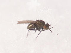 Coenia curvicauda