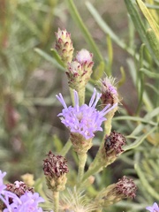 Chromolaena hirsuta